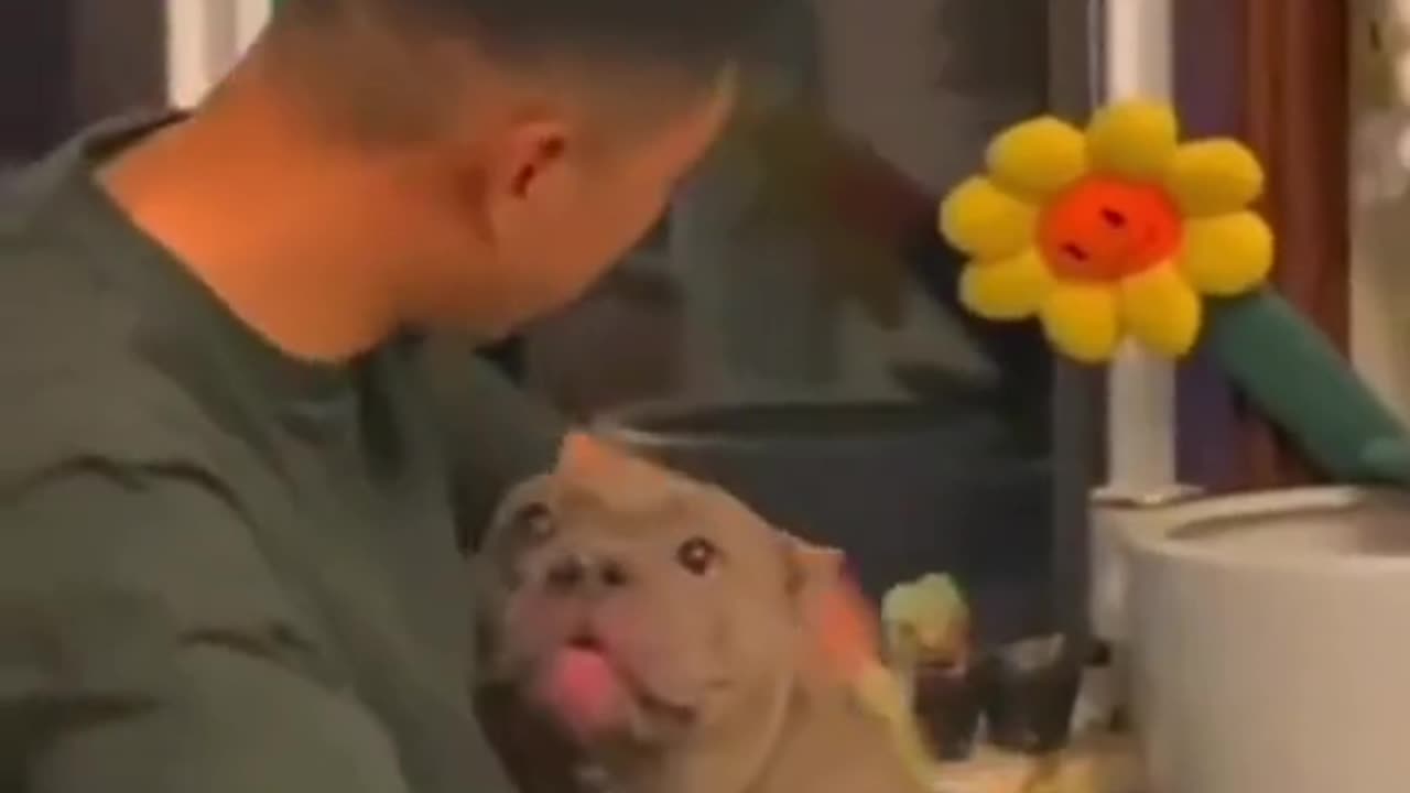 News Break: The Story of Two Pit Bulls