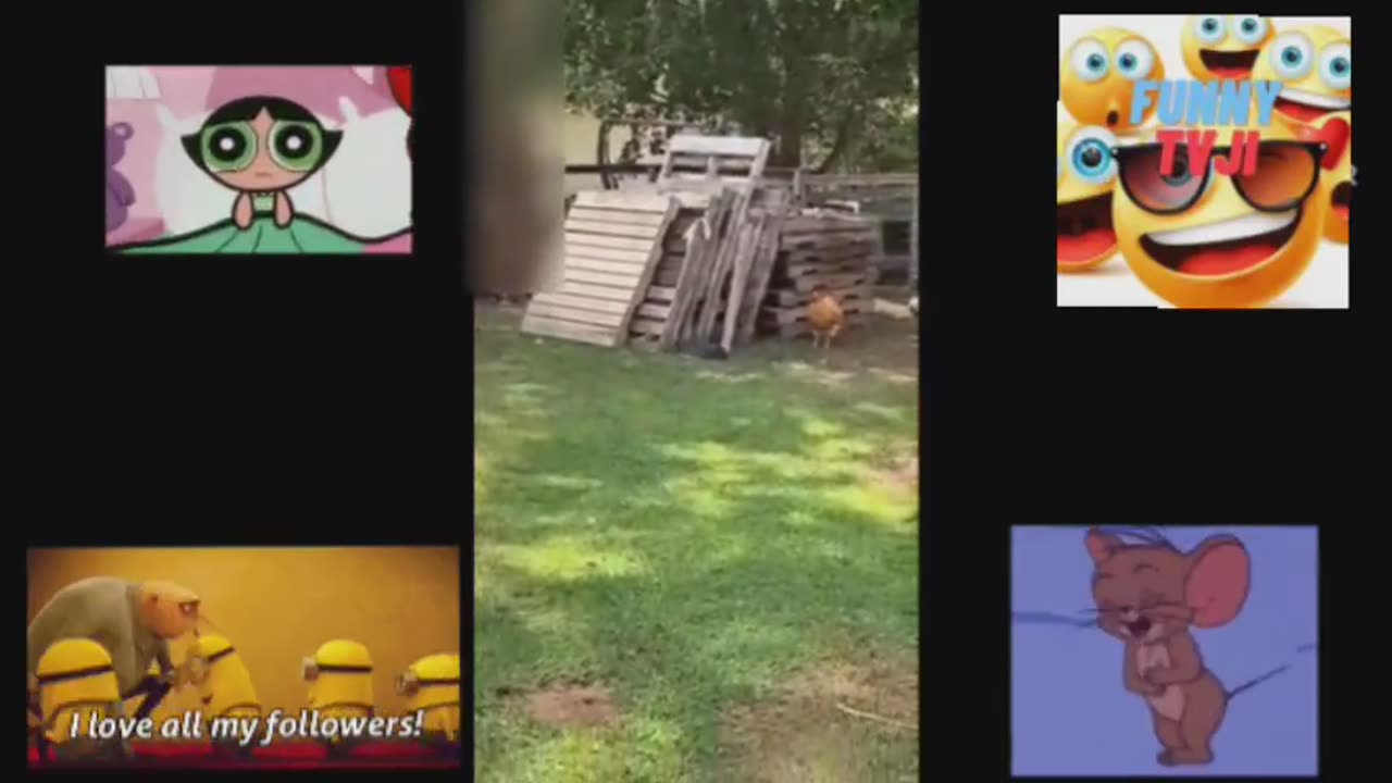 SUPER DUPR FUNNY ANIMALS 55