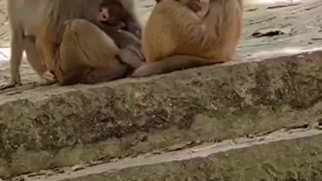 Monkey, funny animals trending cute monkey foryoupage