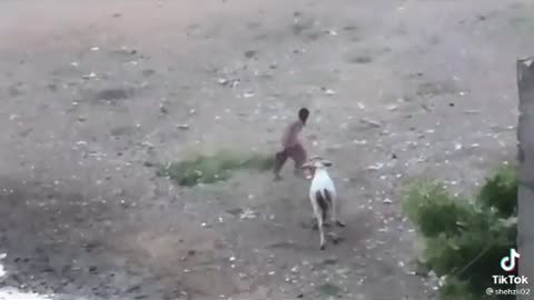 cow hit the man funny animal must watch