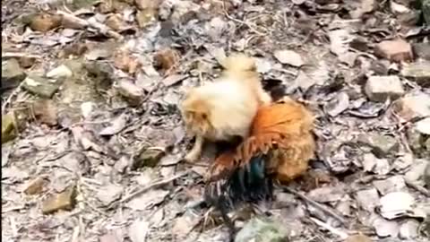 Dog vs Chicken Fight