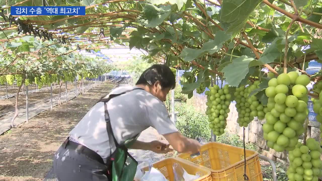 한국 김치 1~3분기 수출 ‘역대 최고 기록