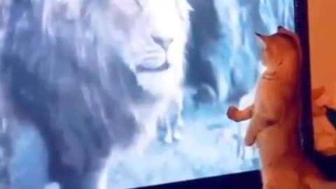 Cat watching Lion king movie//funny cat