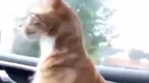 Cat 🐈 funny comedy 🤣 video trending video 📹