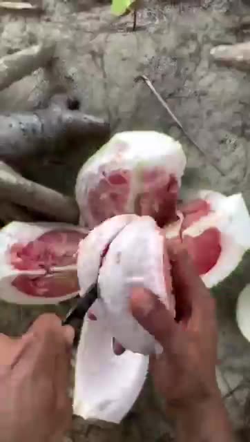 enjoy amazing fruits of china