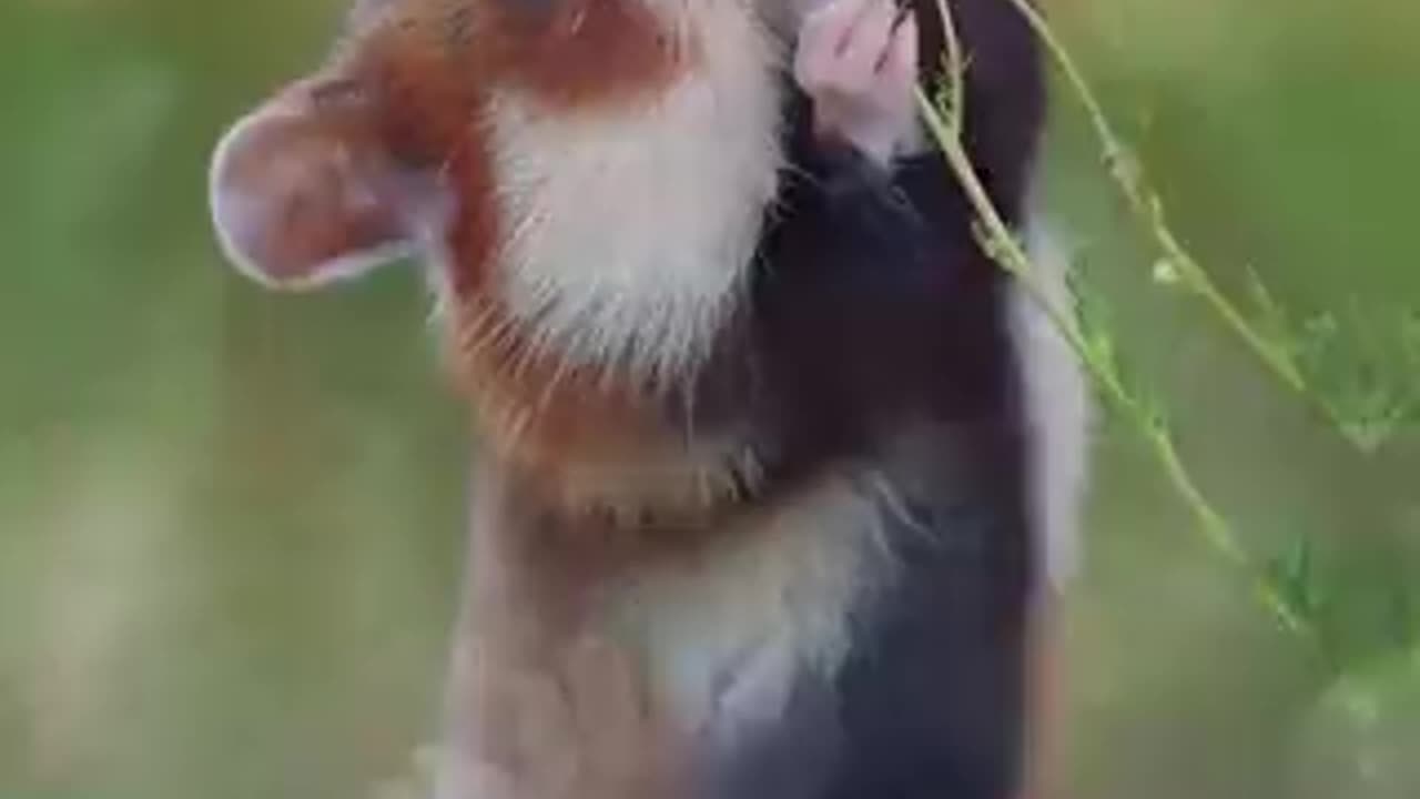 I am very little 🐁🐁