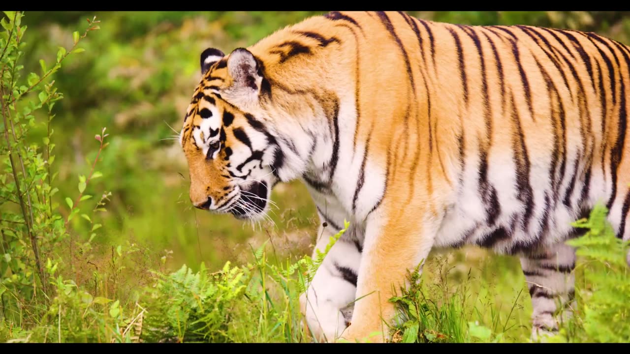 High resolution animal video