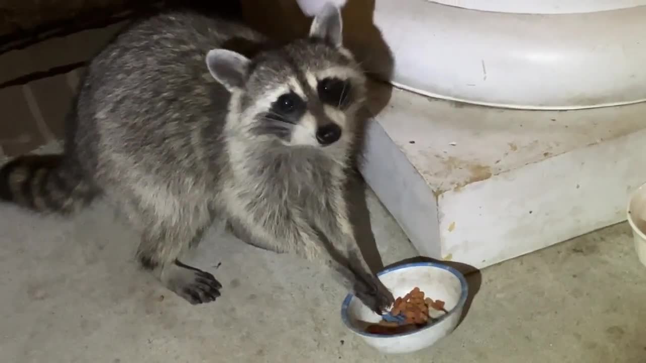 Raccoon visit