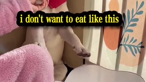 Dog world rules, to ears must eat to dumplings