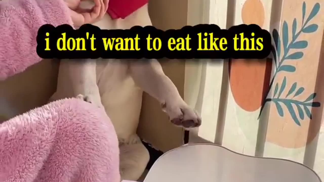 Dog world rules, to ears must eat to dumplings