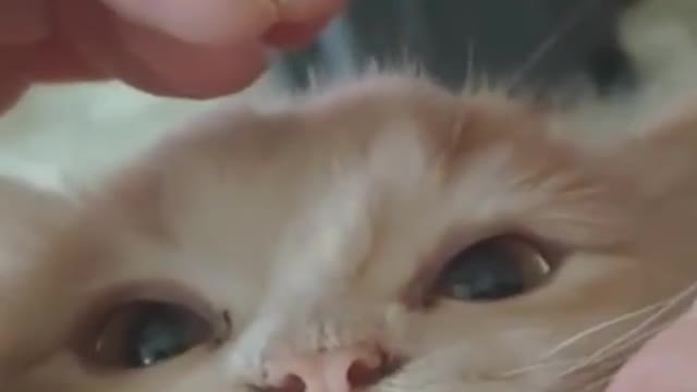 Funny cat videos