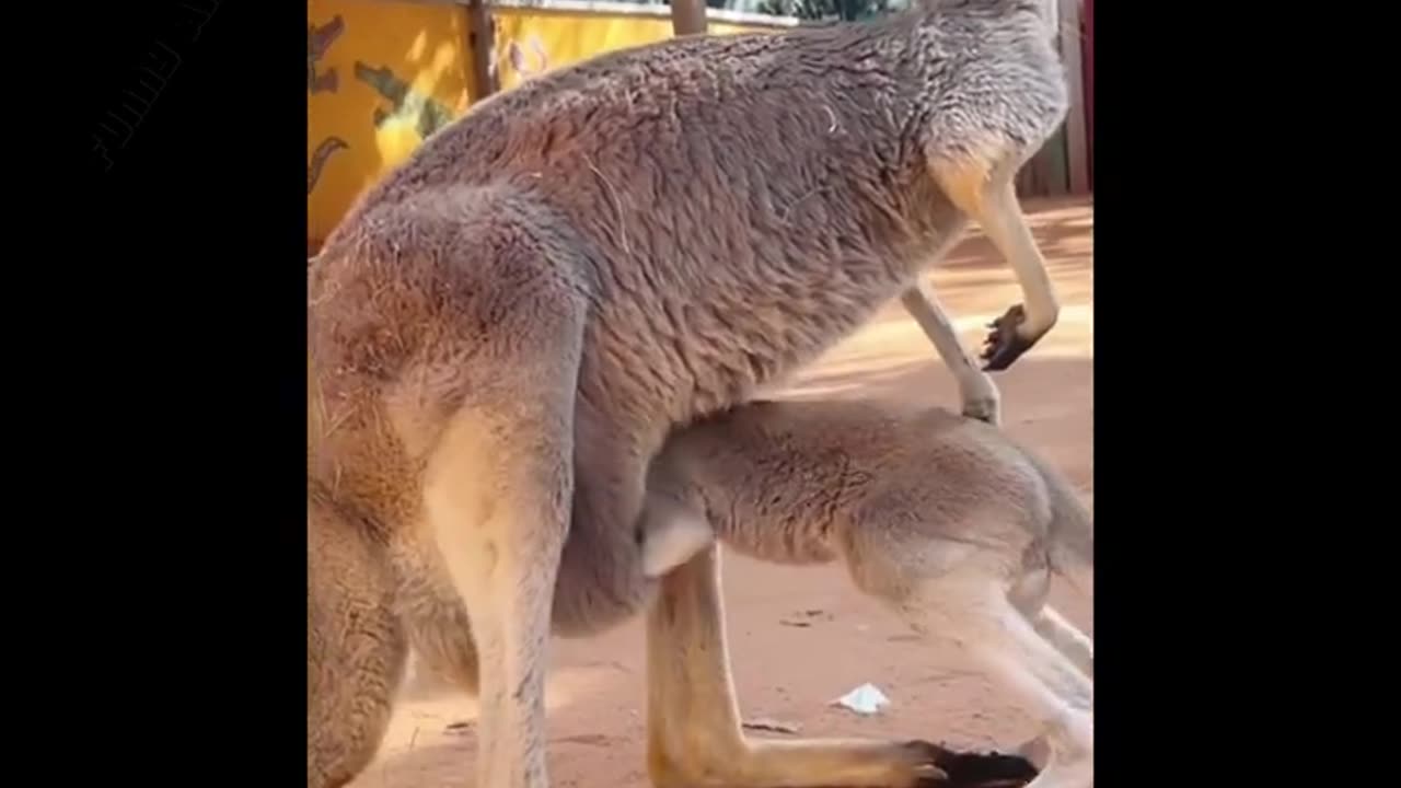 Funny Animal Videos that can Lough You