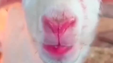 Funny goat sound 
