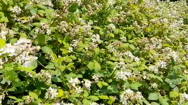 Chemtrailing - Brambles, bees, banter and barmy weather.