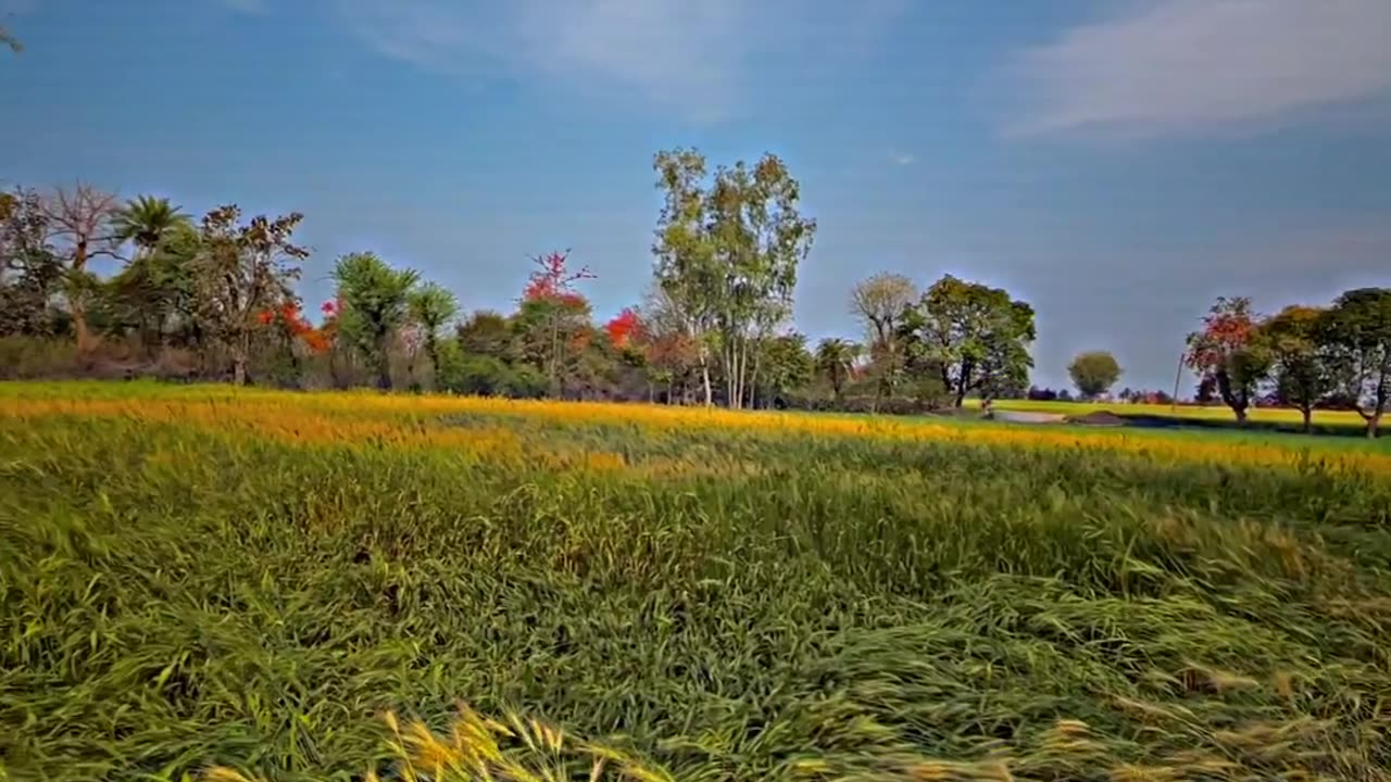 बारिश