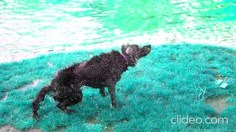 THE DOG TAKE BATH AND DRYING HIMSELF