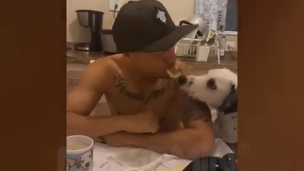 Amusing Canine Reactions to Food: Hilarious Animal Video