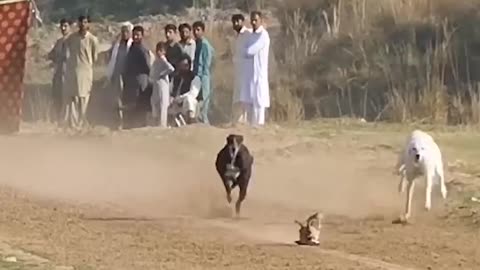 Super dogs race