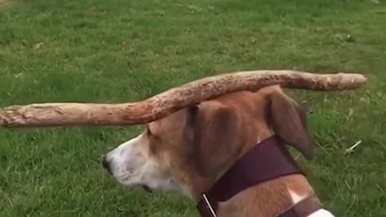 Bast funny dog video