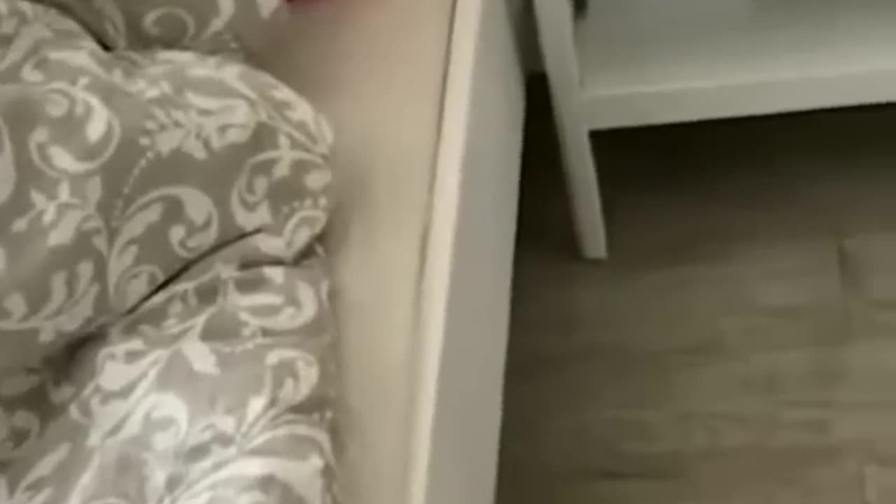 Funny animal videos that you can't stop watching
