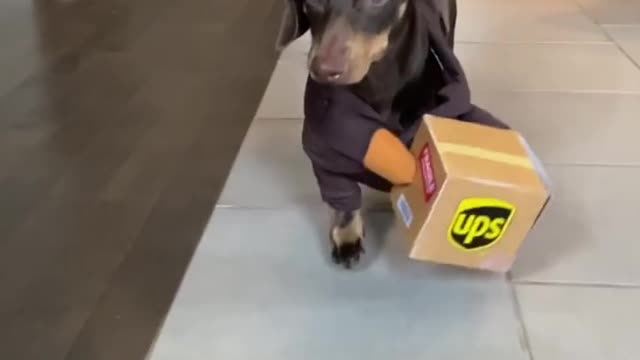 Owner Receives a Shipment From The Cutest UPS Delivery Boy, Her Dog!