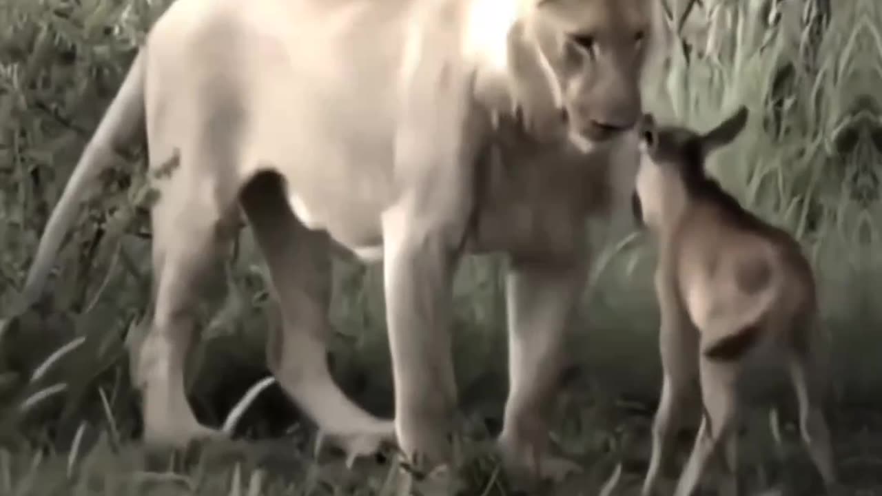 Female Loin From Love to Hiran 🥺❤️