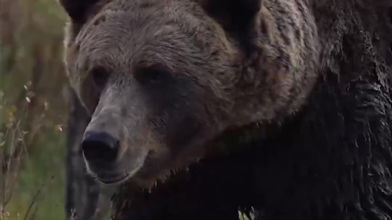 "Bear Necessities: Respecting the Majestic Guardians of the Wilderness"