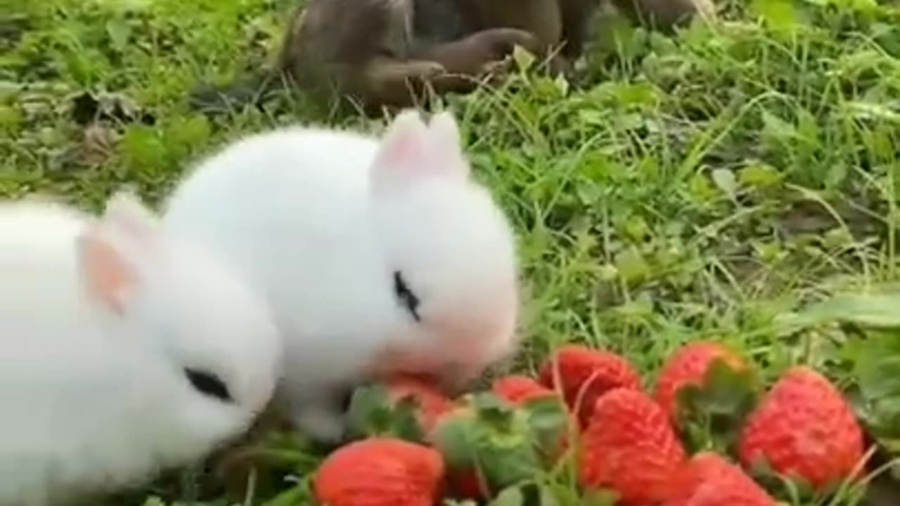 Two Cute Rabbit & A Cute Puppy #shorts #viral #shortsvideo #video