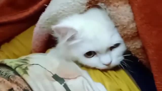 Aww so cute cat🐱 videos 20222 funniest cat playing videos 2022