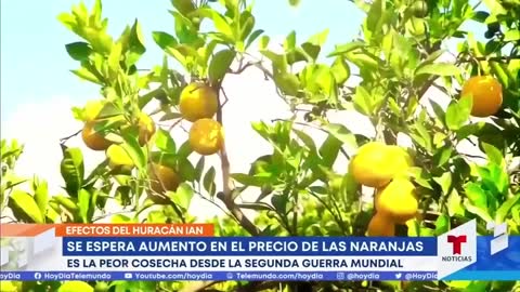 Pronostican aumento en precio de las naranjas a causa de Ian | Noticias Telemundo