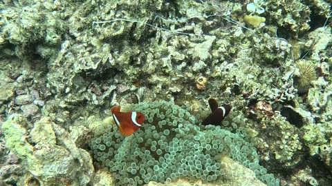 A Dive into a Beautiful Underwater World: Snorkeling with Clownfish