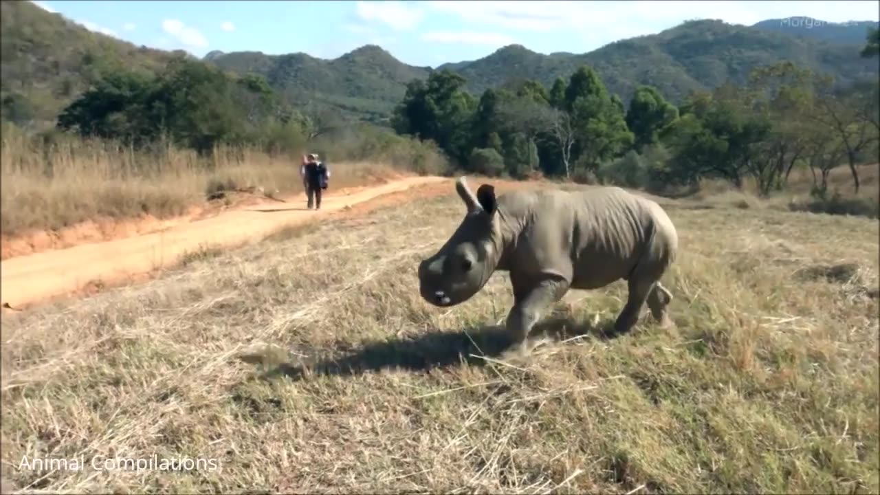 Baby Rhino Charging - FUNNIEST Compilation