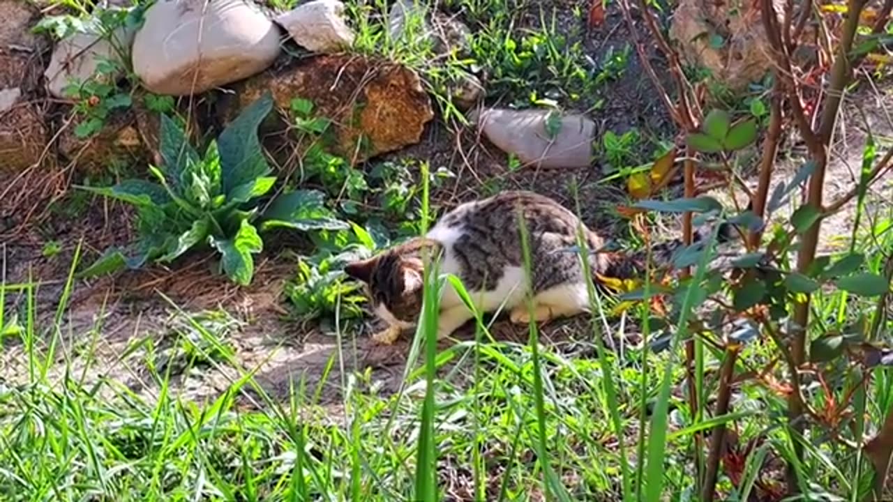 Male Cat and Pregnant Cat are friends