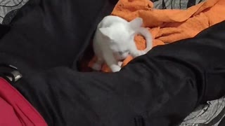 Kitten Makes Biscuits on Sleeping Man's Leg