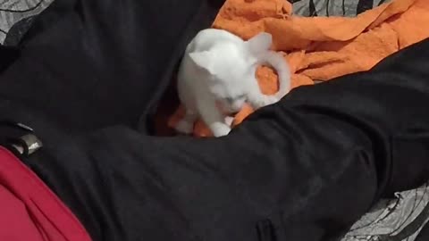 Kitten Makes Biscuits on Sleeping Man's Leg