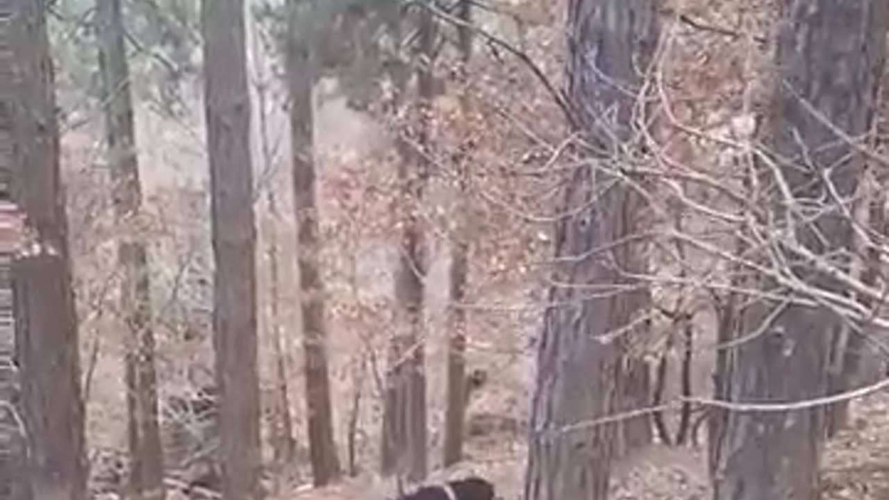 VIDEO INSOLITO, A ESTE PERRO LO MANDARON A CAZAR.