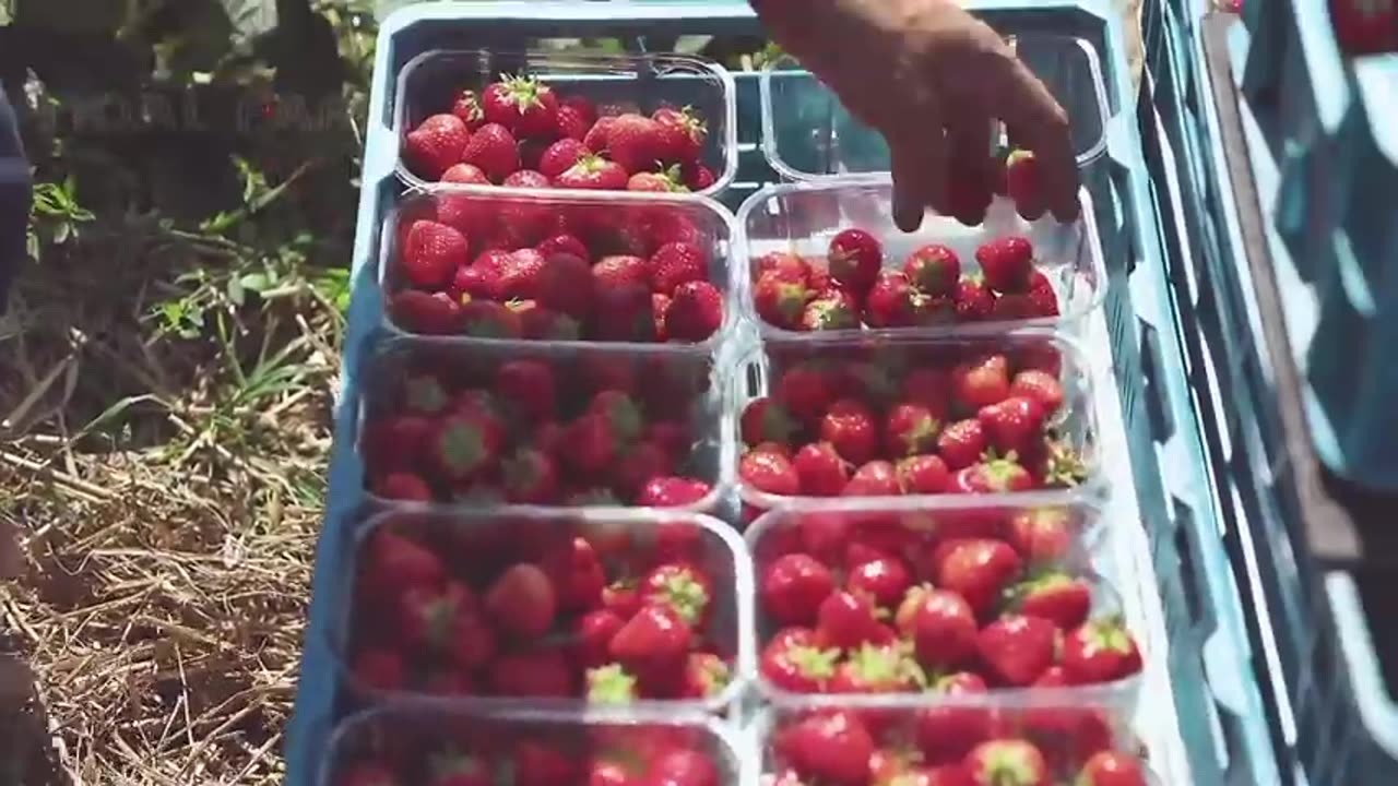 Awesome Hydroponic Strawberries Farming - Modern Agriculture Technology - Strawberries Harvesting