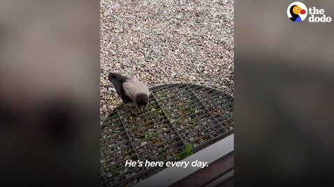 Crow Named Russell Waits For His Favorite Kid To Get Home From School.