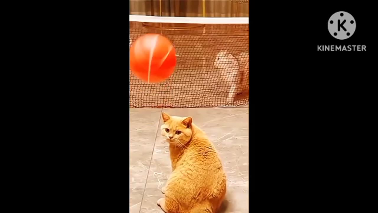 Funny Cats Comedy Videos