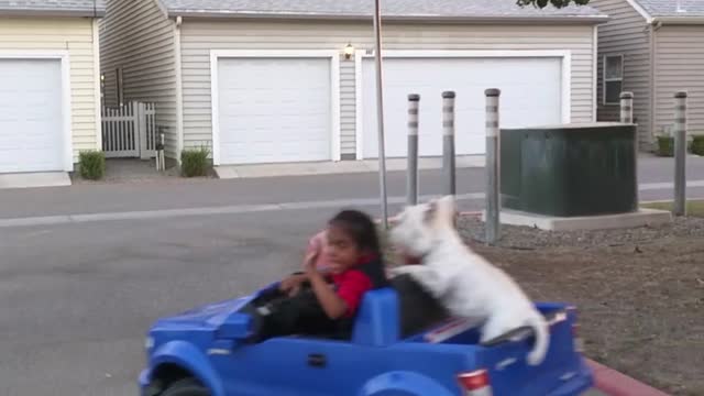 Bentley the puppy is thrilled to go for toy car ride