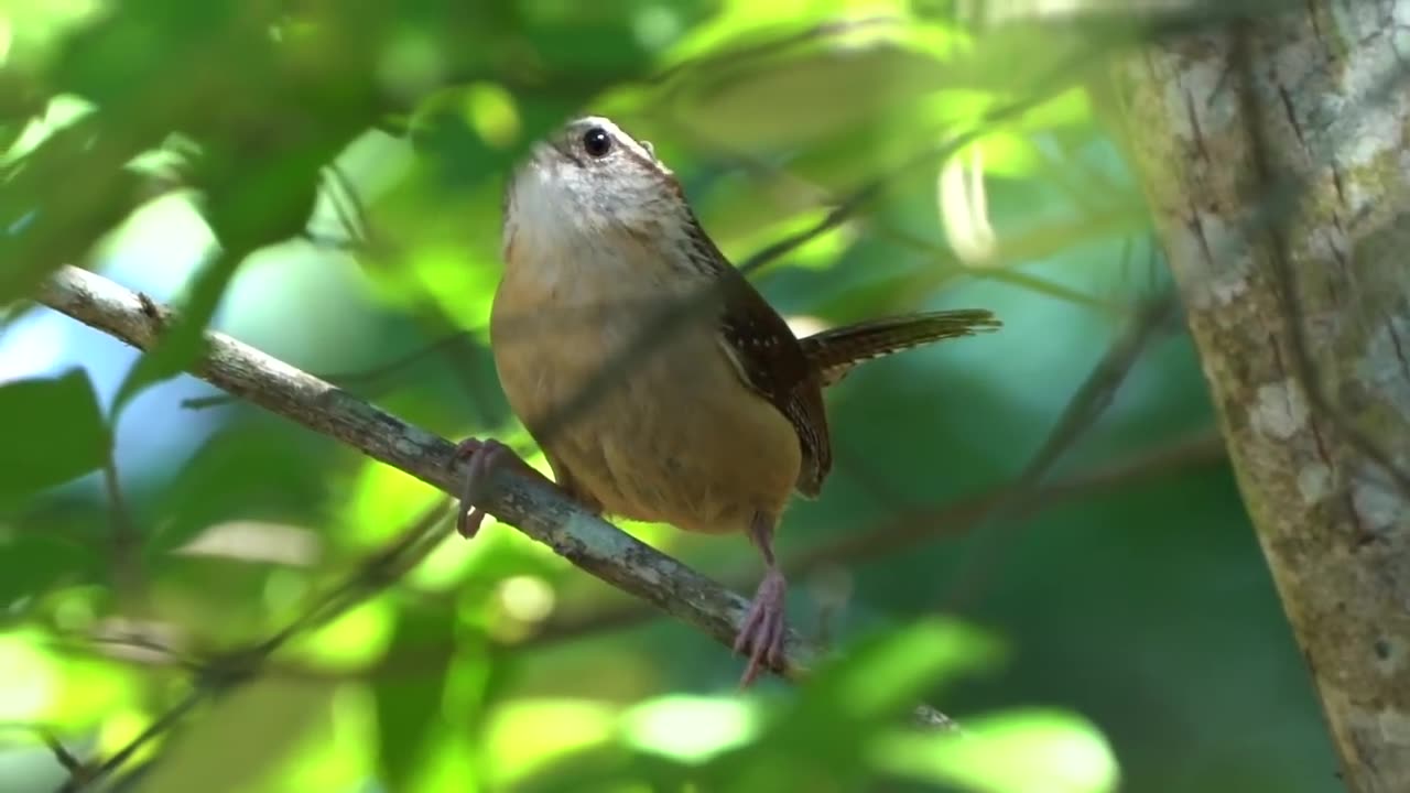 From hatching to fly