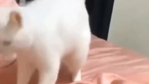 ♦️Funny Dog and Cat 😸🐕‍🦺 only for pet lovers 😉
