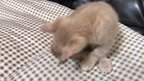 TRY NOT TO LAUGH 🤣 - Best Funny Animal Videos 2022 🐶😻 (6)