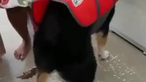 😂🤣dog dance😂🤣