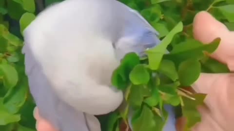Parrot's Dressing Skills #shorts #viral #shortsvideo #video