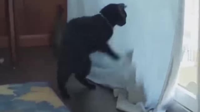 Cats and Dogs funny and cute videos