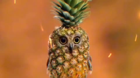 🦉🍍