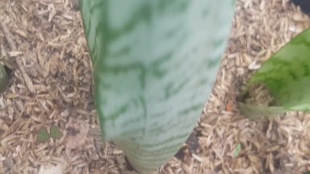 flowers in my pot