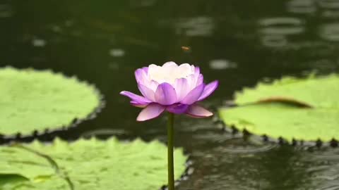 A lotus flower