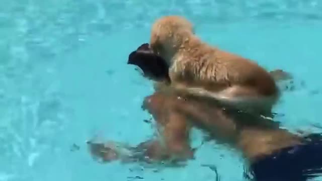 Puppy sit on back of the man to swim in pool